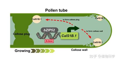 Plant Physiology 福建农林大学陈建清陈清西团队联合南京农业大学吴巨友团队揭示梨花粉管胼胝质塞形成的分子调控机制 知乎