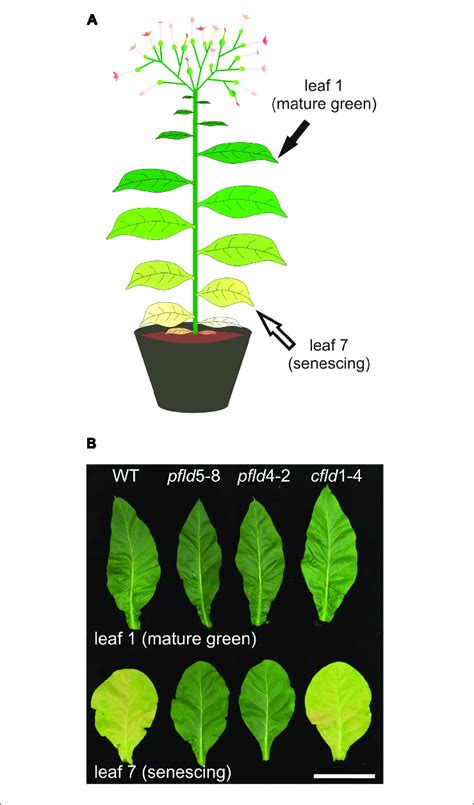 Transgenic Tobacco Plant