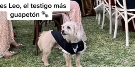 Viral Tiktok Perrito Oficia De Testigo En Boda De Sus Dueños Y Enamora Las Redes Video El