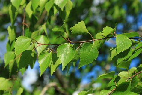 Spring Birch Trees Stock Photo Image Of Birch Plant 41762758