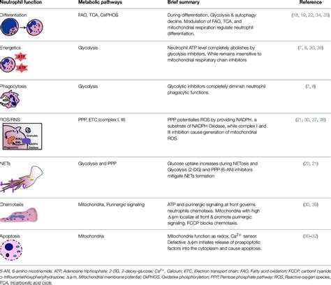 Key Metabolic Pathways Regulating Distinct Neutrophil Functions