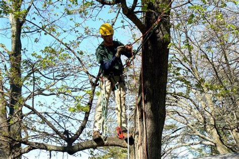 Arboriculture : An overview - Sigma Earth