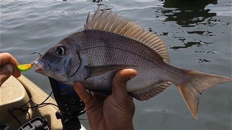 Jigs For Porgy Fishing Bonus Blackfish And Fluke Youtube