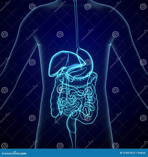 3d Illustration Of Human Digestive System Stomach Anatomy Stock