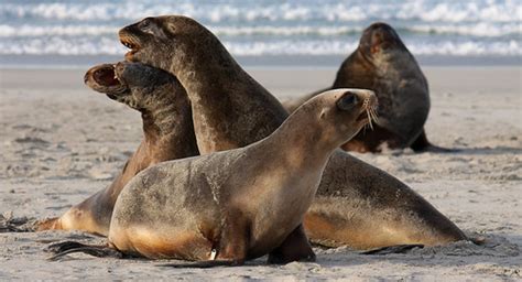 Learning To See: Southern New Zealand Wildlife and Landscape ...