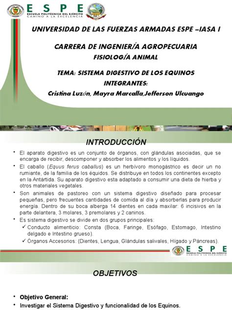 Sistema Digestivo de Los Equinos | PDF | Sistema digestivo humano ... 