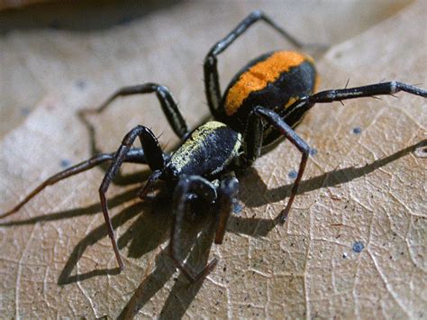 Orange Back Spider