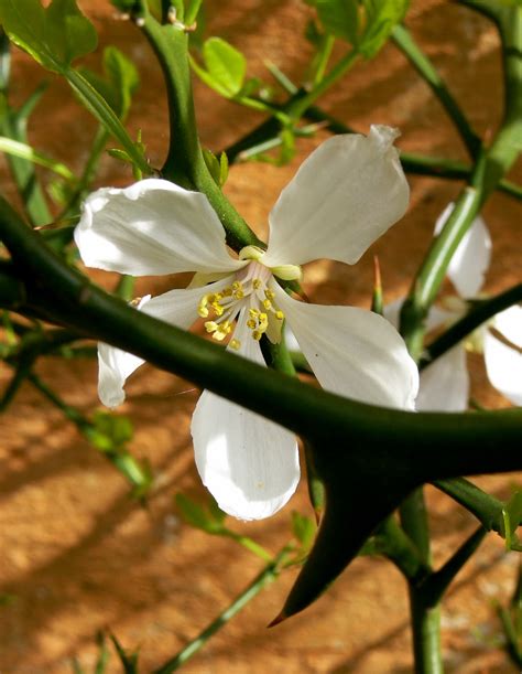 Citrus trifoliata syn Poncirus trifoliata dværgcitron