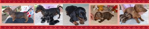 Long Hair Miniature Dachshund Santitiakennels