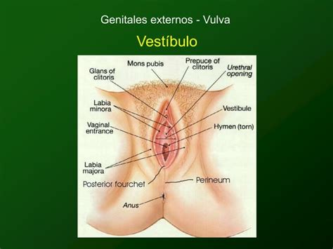 Clase 1 Anatomia Genital 1 Ppt ULA MERIDA PPT