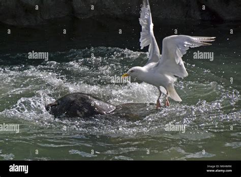 Sea lion feeding time hi-res stock photography and images - Alamy