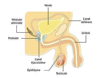 Epididymite Cause Sympt Me Et Traitement Naturel