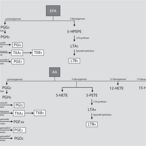 Overview Of Eicosanoid Biosynthetic Pathways Aa Arachidonic Acid