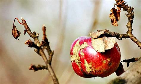 Fruta Podre Cai Sozinha - Frutos Podres Caem Sozinhos! • Blog do JeAn WeRnEcK
