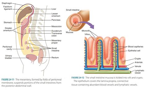 Lesson Explainer Absorption And Defecation Nagwa Off