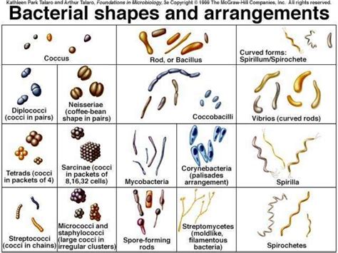 Cell Arrangement of Bacteria