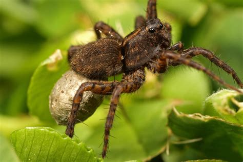 Wolf Spider With Egg Sack By Macrojunkie On Deviantart