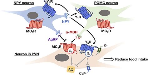 Frontiers Gpcrs In Autocrine And Paracrine Regulations