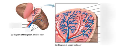 Diagram Of Spleen And Spleen Histology Diagram Quizlet