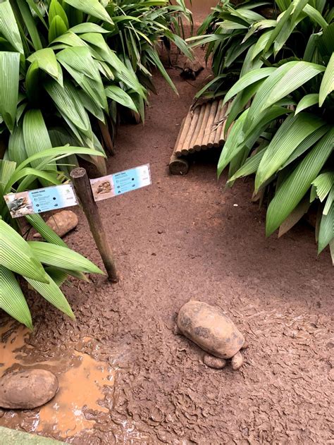 Parque Zoológico De São Paulo Preço Do Ingresso Horários E Animais