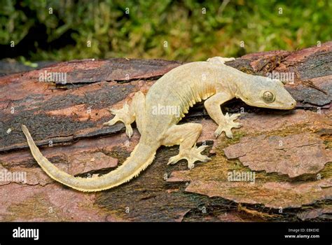 Asian Leaf Toed Gecko Asian House Gecko Cheechak Hemidactylus