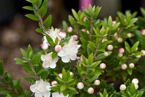 Мирт: Описание, Виды, Посадка, Уход | 25 Фото +Отзывы
