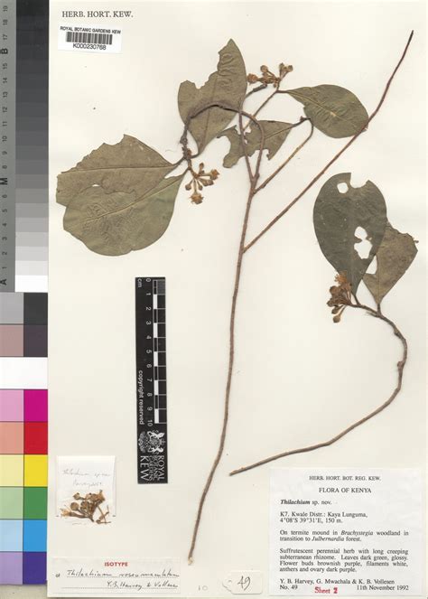 Thilachium Lour Plants Of The World Online Kew Science