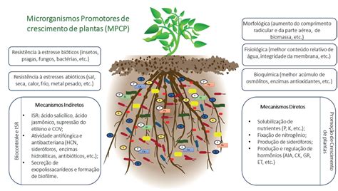 Bacillus Sp Promove O Crescimento Da Soja