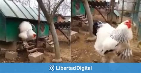 El vídeo del gallo gigante que está dando la vuelta al mundo Libertad