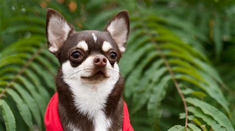 Qué Perros Son Buenos Animales De Apoyo Emocional