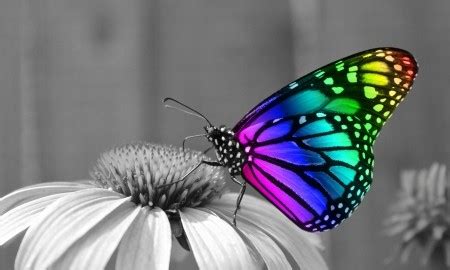 Rainbow Butterfly - Butterflies Photo (39801269) - Fanpop