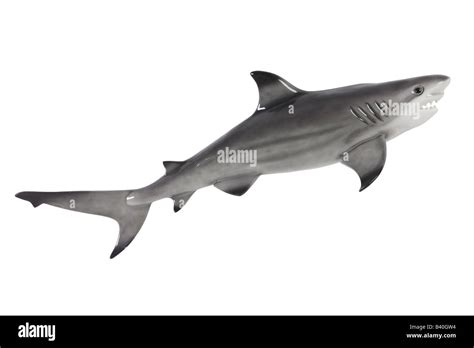 Shark Hi Res Stock Photography And Images Alamy