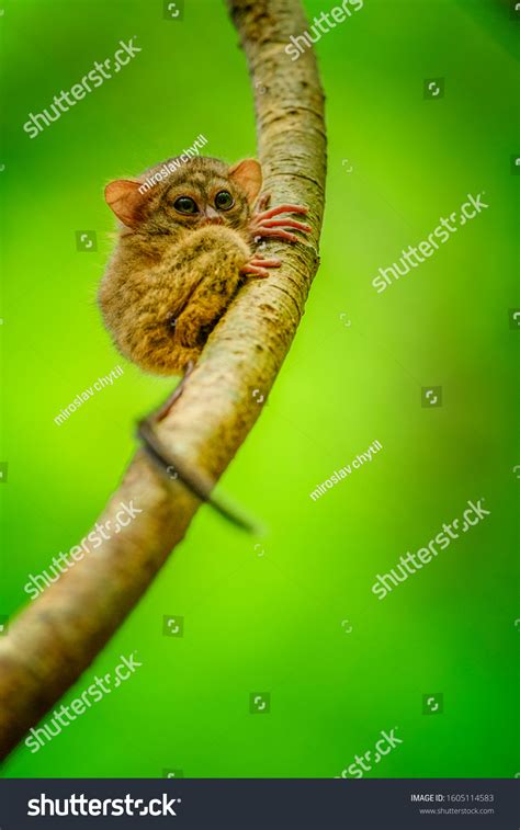 Tarsius Tarsier Species Tarsier Suborder Higher Stock Photo 1605114583 ...