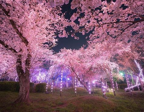beautiful cherry blossom  fukuoka japan fincas flores imagenes