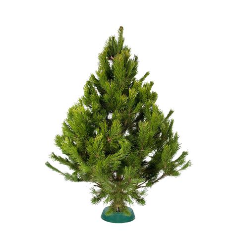 Новогодняя сосна