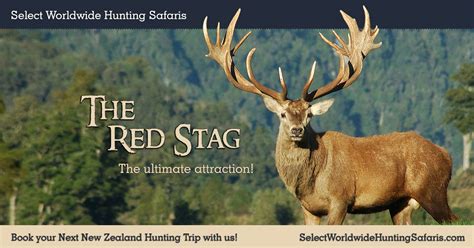 Red Stag Hunting in New Zealand With Select Worldwide Hunting