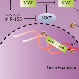 Mir Role In Increased Ros Production Mir Increases Ros