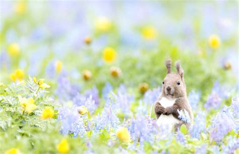 Spring Animals Wallpapers on WallpaperDog