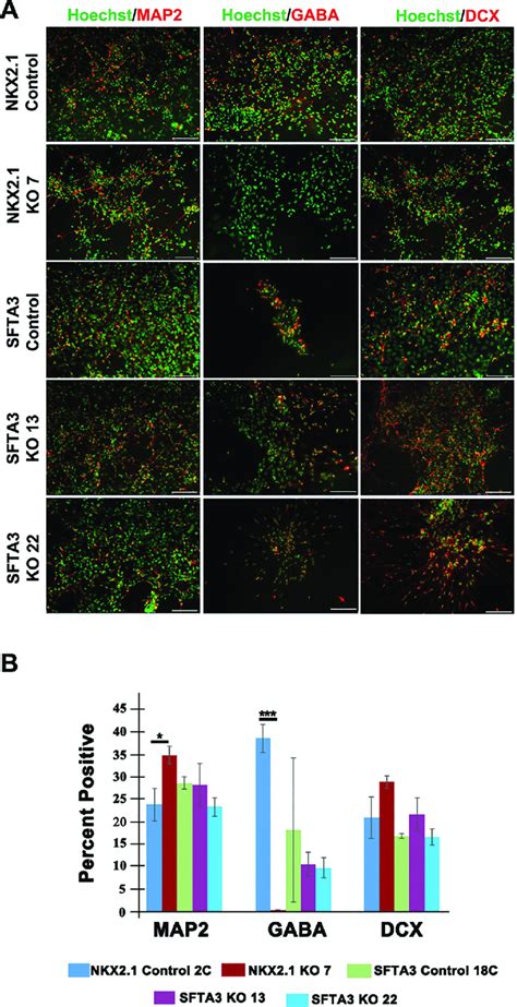 Characterization Of Mature HESC Derived Neurons From Day 45 SFTA3 And