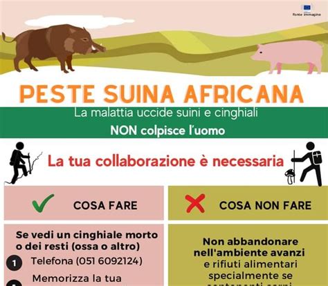 PESTE SUINA AFRICANA MISURE A TUTELA DEGLI ALLEVAMENTI