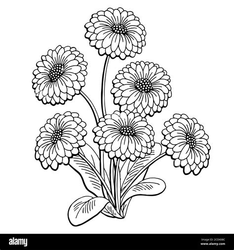 Daisy flower graphic black white isolated bouquet sketch illustration vector Stock Vector Image ...