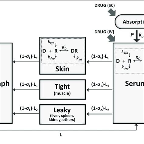 Schematic Of The Minimal Physiologically Based Pharmacokinetic