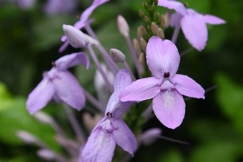 Pseuderanthemum Andersonii Special Gardens By The Bay F Flickr