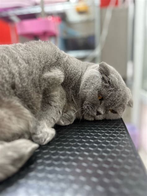 Boston cat - combing out for dense coat - V.O.G DOG