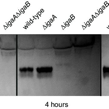 Iga Cleavage Assay Nthi Iga Proteases Are Active And Exhibit