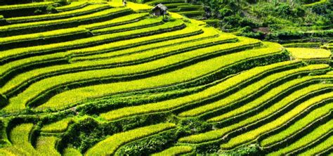 Terraced Farming: Definition, Purpose and Examples - Utopia