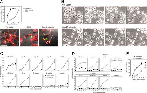 A Novel Caspase Toll Like Receptor Independent Pathway Of Cell