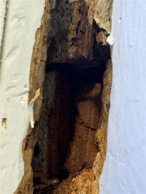 Termite Damage In Window Frame Rtermites