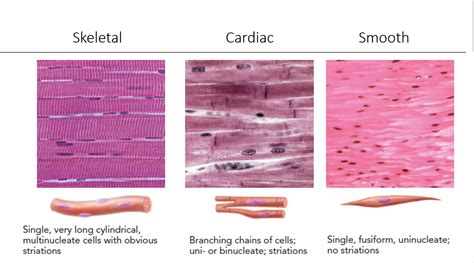 Smooth Muscle Tissue Diagram Quizlet, 46% OFF