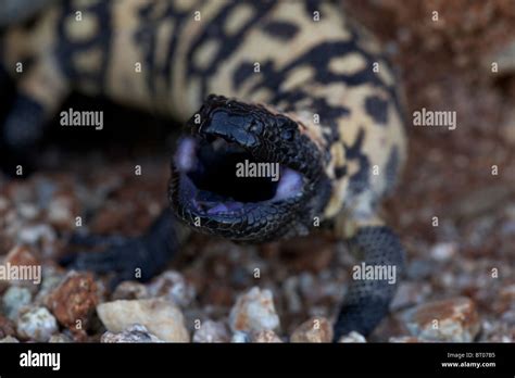 Gila Monster Heloderma Suspectum Sonoran Desert Arizona Defensive